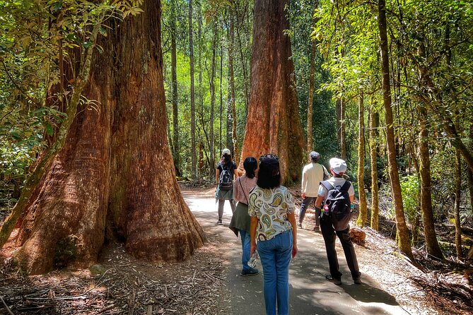 Mt Field National Park and Russell Falls with Bonorong Wildlife - Exploring the Itinerary in Detail