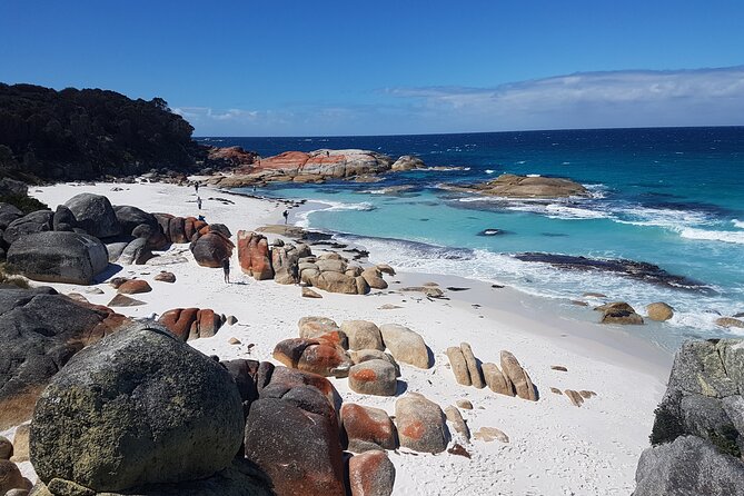 4 Day Wild Tasmania Tour / Wildlife, Nature, Hiking / Inc. Accom - Key Points