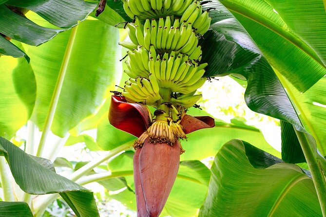 St. Lucia Island Short Tour - Exploring the Northwest of St. Lucia: What You Can Expect