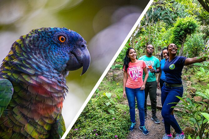 Rainforest Rush: St. Lucia Zip Line Adventure - FAQ