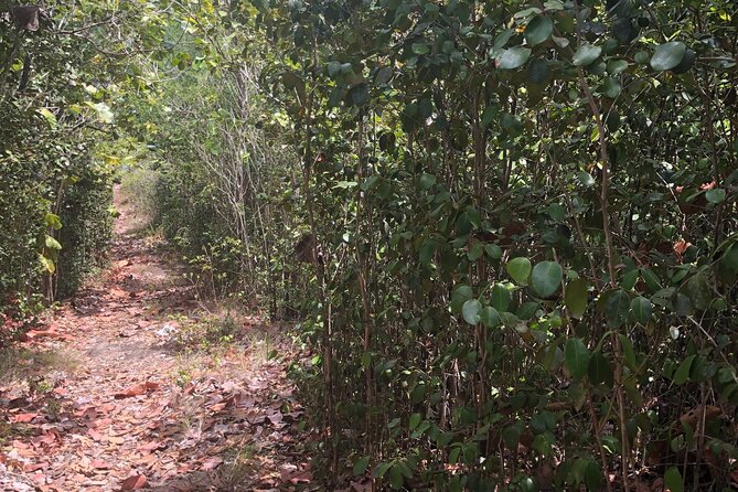St Lucia Billy Goat Trail Hike in Marigot Bay Saint Lucia - A Detailed Look at the Billy Goat Trail Experience