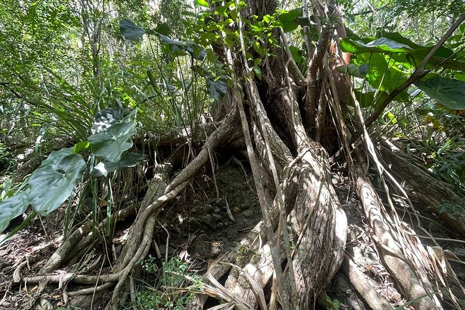 St Lucia Billy Goat Trail Hike in Marigot Bay Saint Lucia - The Sum Up