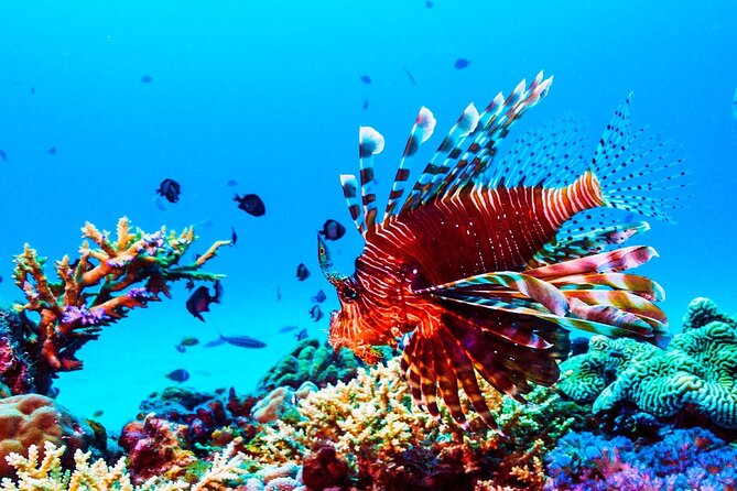 Private 90 Minute Snorkel Tour at Anse Cochon Marine Reserve - FAQ: Your Questions Answered