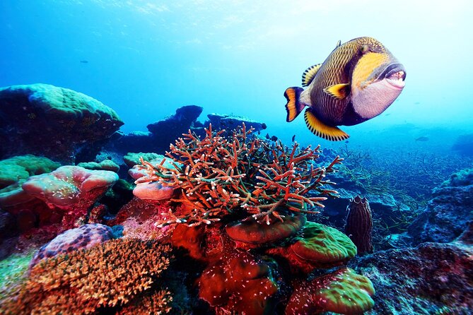 Private 90 Minute Snorkel Tour at Anse Cochon Marine Reserve - Final Thoughts: Is It Worth It?