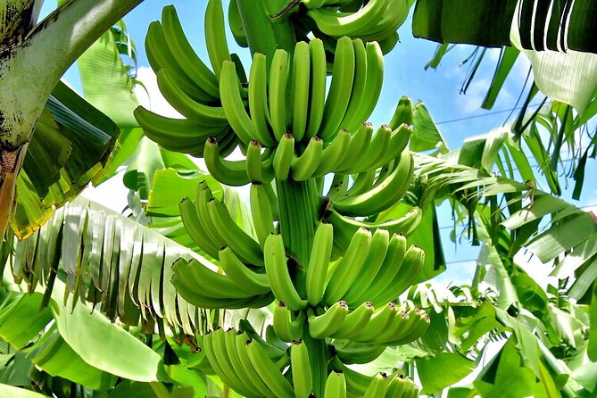 Island Flavors and Views Castries Rum Bananas and Beach Day - FAQ