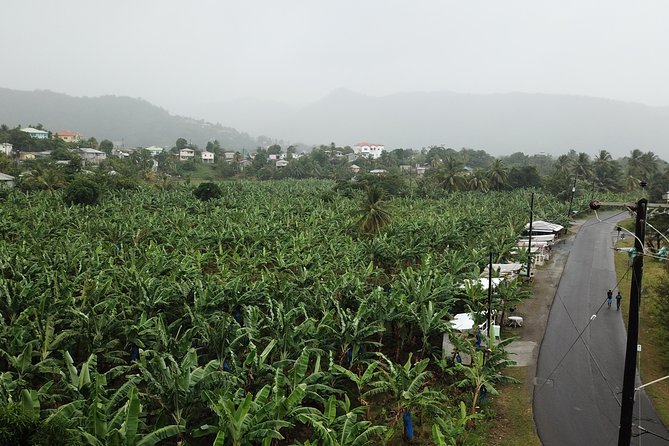 Cruise Excursions in St. Lucia - The Practicalities: What to Expect