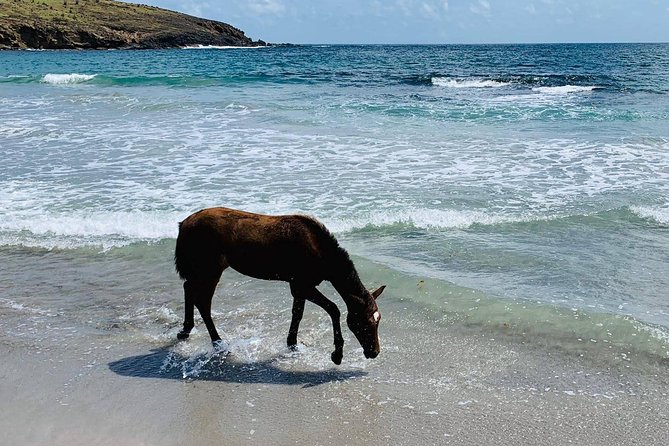 Private Advanced Horseback Beach Ride with Sandy Hoofs St. Lucia - Final Thoughts