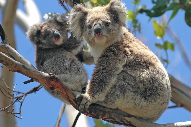 Puffing Billy And Healesville Sanctuary Scenic Tour - Suitable For