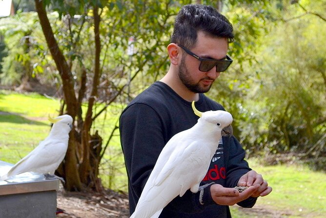 Melbourne Sky High - Private Bush Tour - Exploring the Itinerary in Detail