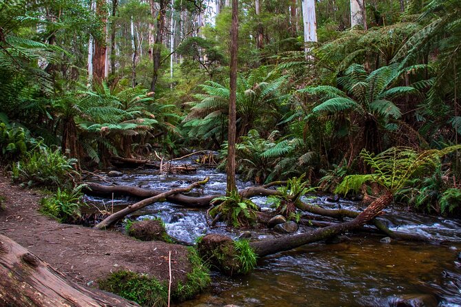 Puffing Billy, Forest Trails and Yarra Valley Discovery Tour - Final Thoughts
