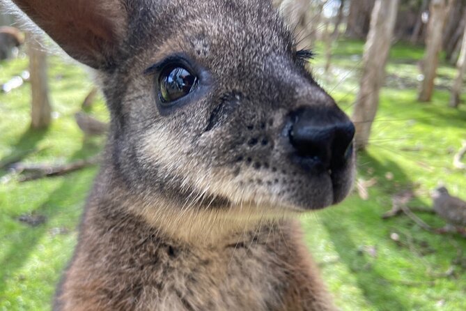 Moonlit Sanctuary and Brighton Beach Boxes Half Day Tour - An In-Depth Look at the Tour
