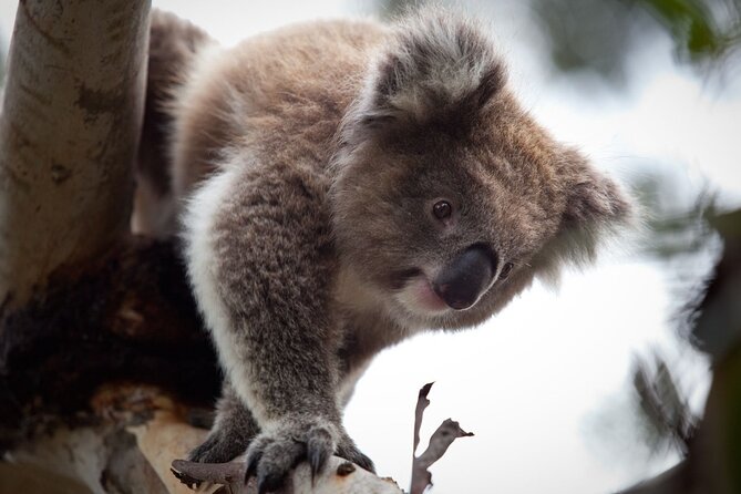 Moonlit Sanctuary and Brighton Beach Boxes Half Day Tour - Good To Know