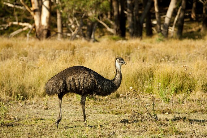 3-Day Melbourne to Adelaide Small-Group Tour via Great Ocean Road Grampians - FAQs