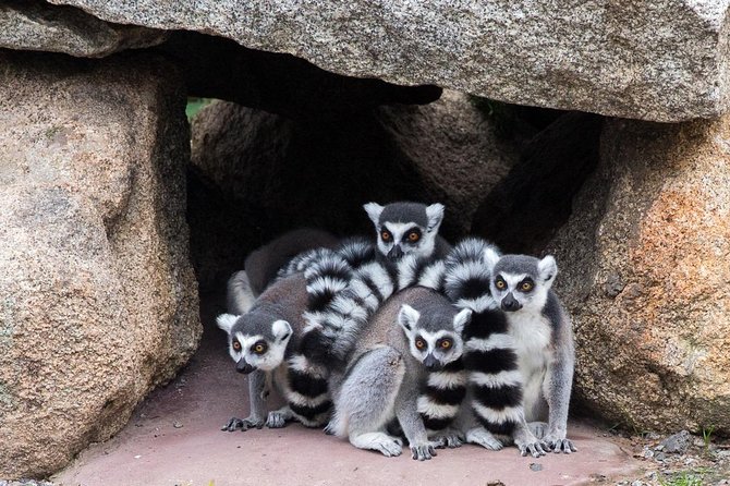 Melbourne Zoo General Entry Ticket - FAQs