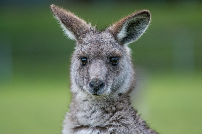 2-Day Great Ocean Road and Grampians Tour Roundtrip from Melbourne - Who Should Consider This Tour?