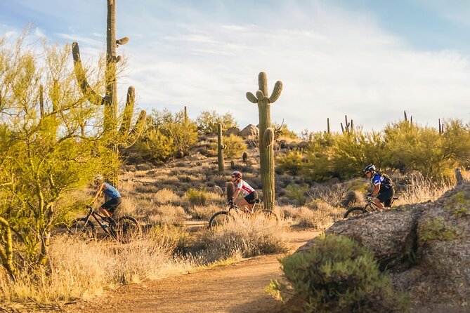 Sonoran Desert Guided Mountain Bike Tour - Key Points