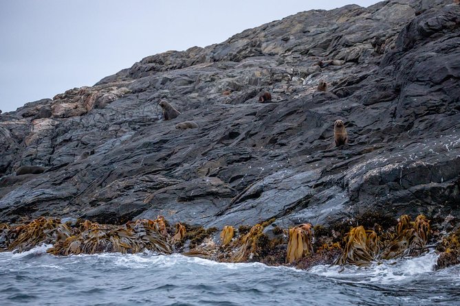 Stewart Island Wild Kiwi Experiences - Final Thoughts