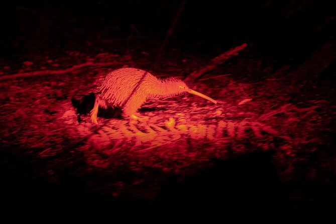 Stewart Island Wild Kiwi Experiences - Good To Know