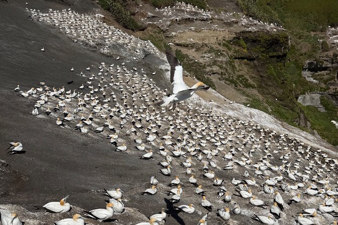 The Ultimate Muriwai Gannet Colony Experience Private Tour - Analyzing the Cost and Value