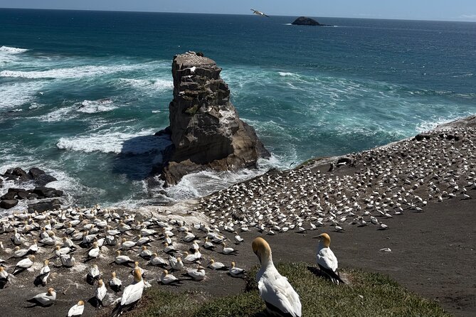 The Ultimate Muriwai Gannet Colony Experience Private Tour - Practical Tips for Booking and Enjoying the Tour