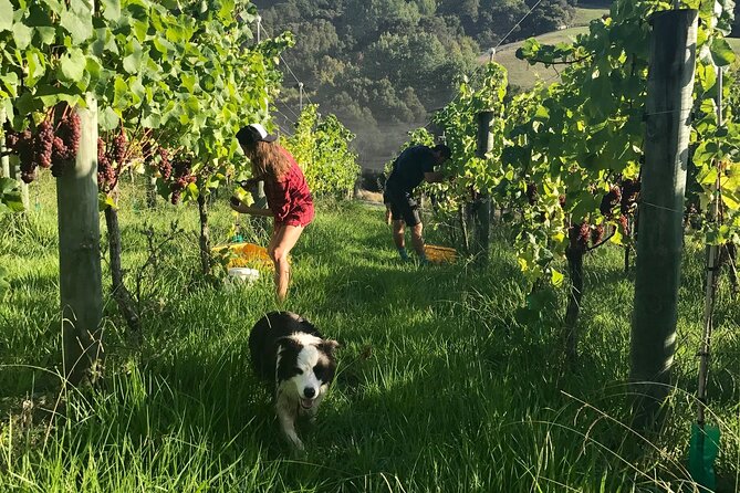 Jade Carving, Honey & Wine Tasting Private Tour - The Sum Up