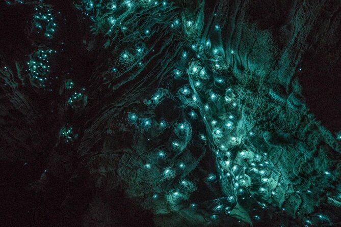 Glowworm Caves & Hamilton Gardens Day Tour from Auckland - The Journey: A Deep Dive into the Tour Experience