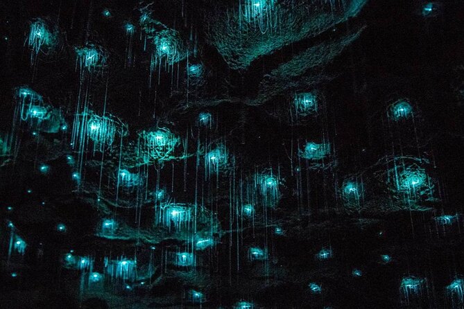 Glowworm Caves & Hamilton Gardens Day Tour from Auckland - Practical Tips for Your Day