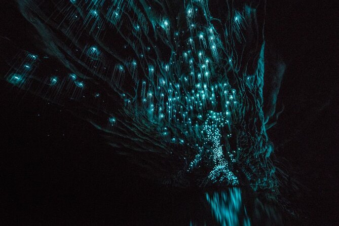 Glowworm Caves & Hamilton Gardens Day Tour from Auckland - Key Points