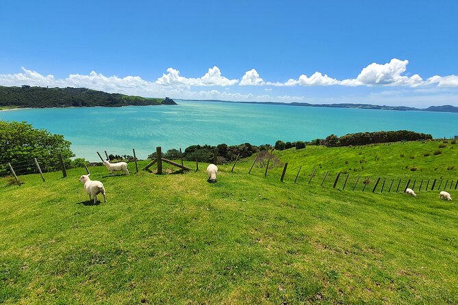 Auckland Airport PRIVATE Transfer to or from Auckland City Hotels - Final Thoughts