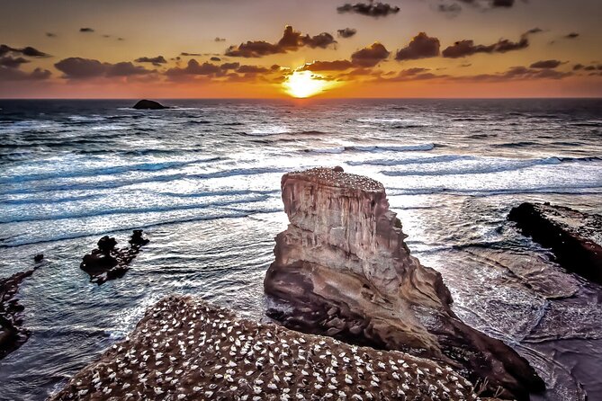 Auckland Thermal Pool and Muriwai Beach Sunset Day tour - What We Love About This Tour