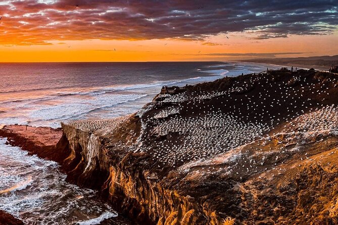 Auckland Thermal Pool and Muriwai Beach Sunset Day tour - The Sum Up