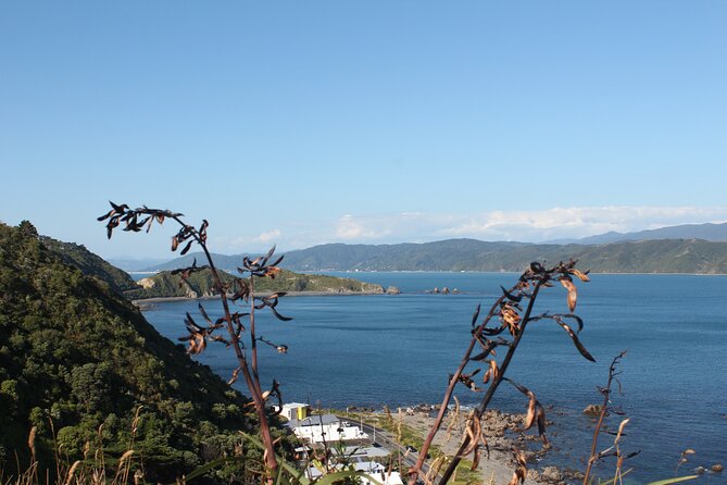 Wellington Scenic Full Day Tour - Authentic Highlights and Practical Insights