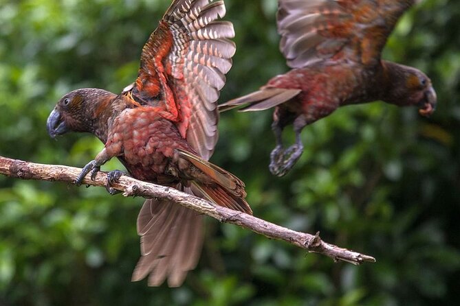 Wildlife Centre Experience - Good To Know