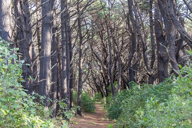 Lord of The Rings Full Day locations tour incl Weta & keepsake - Good To Know