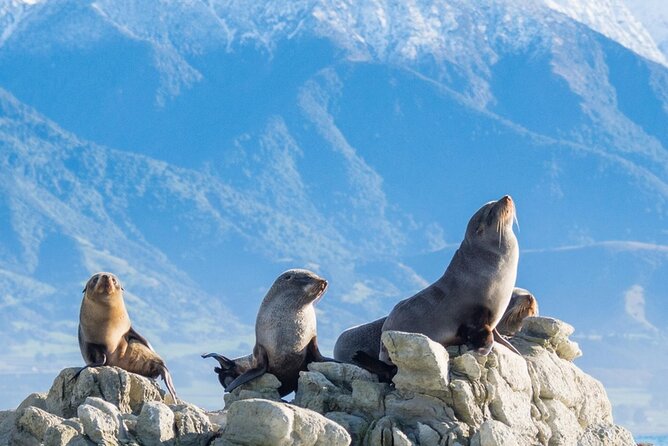 Kaikoura Kayaking Adventure Small Group Tour from Christchurch - Discovering Kaikoura by Kayak: An Honest Review