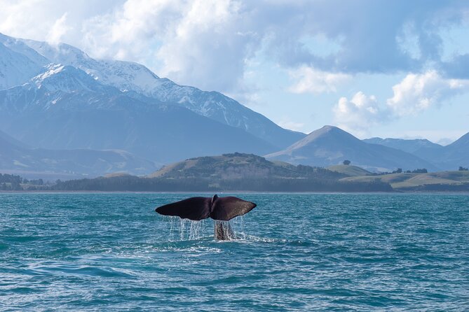 Kaikoura Kayaking Adventure Small Group Tour from Christchurch - Final Thoughts