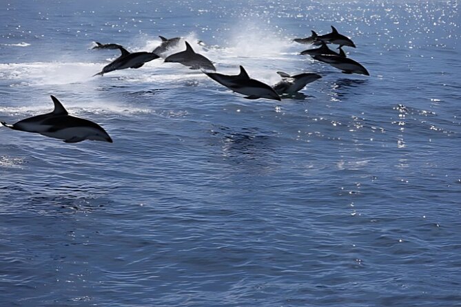 Kaikoura Day Tour From Christchurch - Frequently Asked Questions