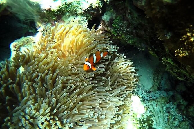 Sunset and Plankton Snorkeling by Speedboat from Phi Phi Don - Frequently Asked Questions