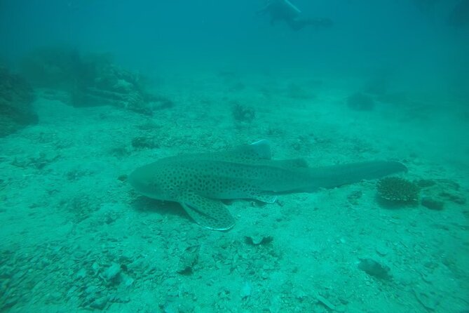 Private Half-Day Scuba Diving with expert (1Dive) - Practical Details and Tips