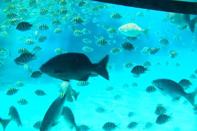 Glass Bottom Boat, Sloth, Monkey Park, Chocolate Factory & West Bay Beach - The Ideal Traveler for This Experience