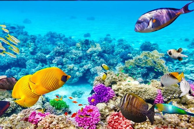 Roatan Private Catamaran Shipwreck, Blue Channel and Starfish with Transfer - FAQ