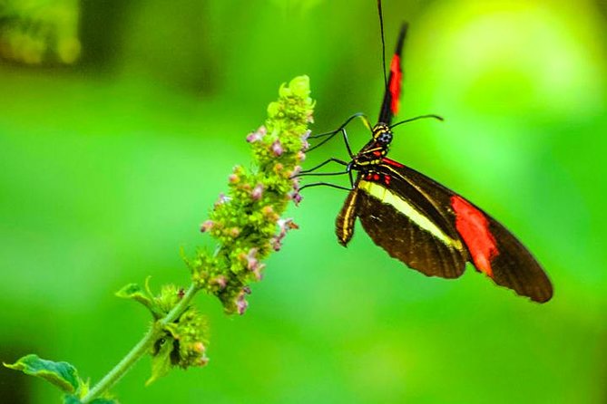 King Kong Extreme Zipline, City Tour and Transfer - What Reviewers Say