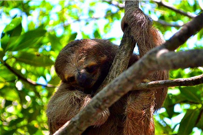 Mega Excursion Zipline, Sloths & Monkeys, Chocolate Factory, Beach & Shuttle - Discover Roatan with the Mega Excursion: Zipline, Wildlife, Chocolate, and Beach