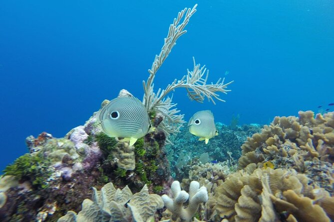 Roatan East Side Mangrove Tunnels and Snorkel Adventure - Final Thoughts