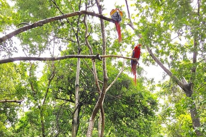 Private Guided Gumbalimba Park Tour From Roatán - Wildlife Encounters