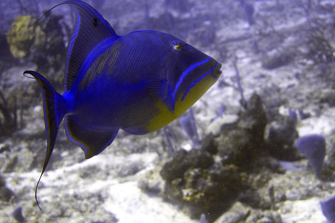 5 Dive Scuba Diving Package in Roatan - Why This Tour Works