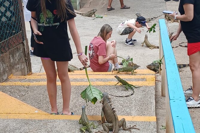 Private kidfriendly Adventure Iguana Farm Monkey Sloth Chocolate - Key Points