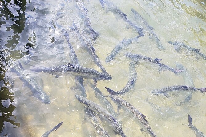 Private kidfriendly Adventure Iguana Farm Monkey Sloth Chocolate - Who Should Consider This Tour?