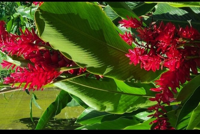 Private kidfriendly Adventure Iguana Farm Monkey Sloth Chocolate - The Sum Up: Is This Tour Worth It?