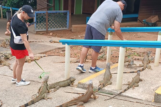 Private kidfriendly Adventure Iguana Farm Monkey Sloth Chocolate - Exploring Roatan’s Kid-Friendly Private Adventure: Iguanas, Monkeys, Sloths, and Chocolate